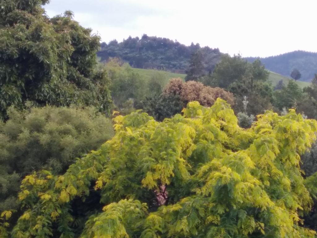 Starry Nights Cabin Fever Waikino المظهر الخارجي الصورة